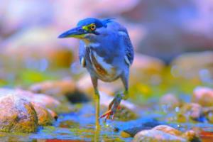 法甲联赛决赛篮球视频，激情对决与精彩瞬间法甲联赛决赛篮球视频