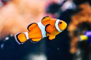 法甲联赛，激情原声录音解析法甲联赛比赛原声录音